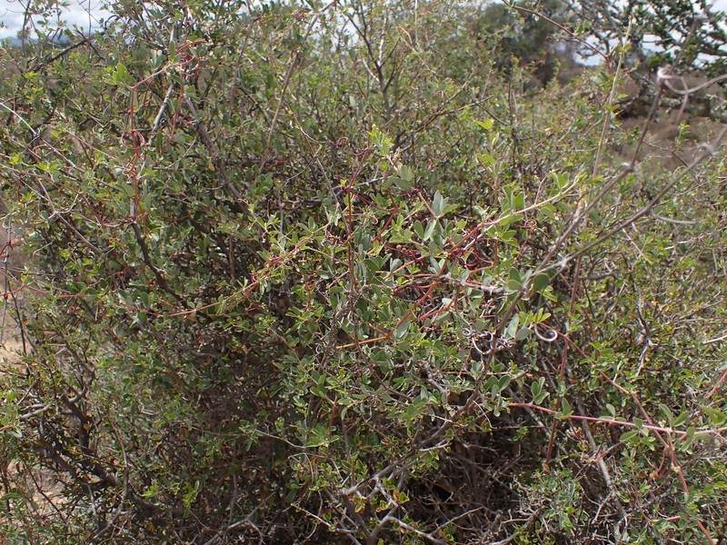 Rhoicissus tridentata subsp. tridentata photo 4