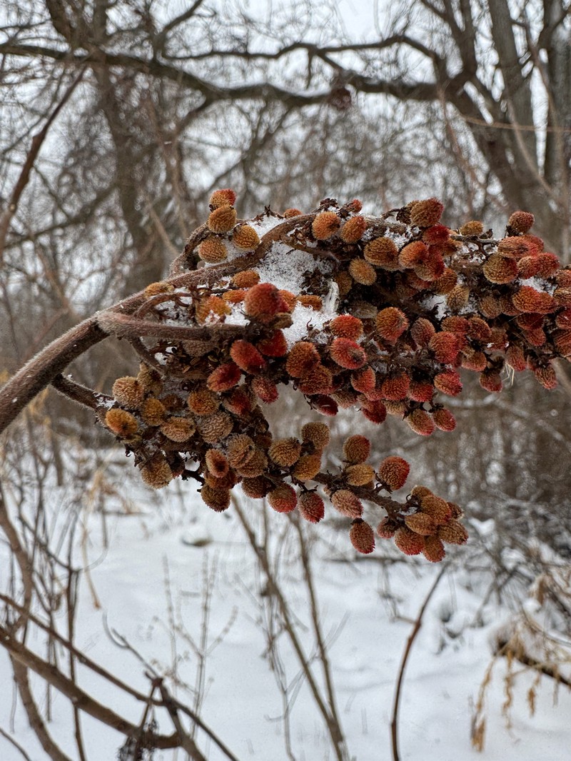 Rhus × pulvinata