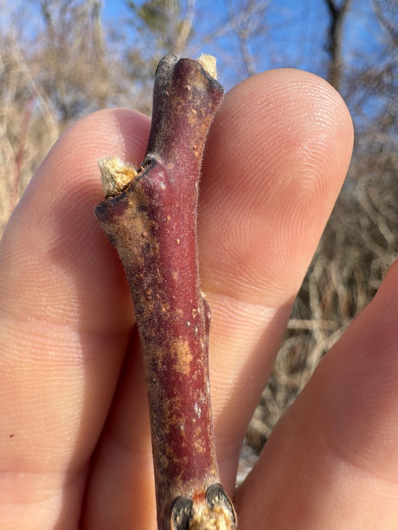 Rhus × pulvinata photo 2