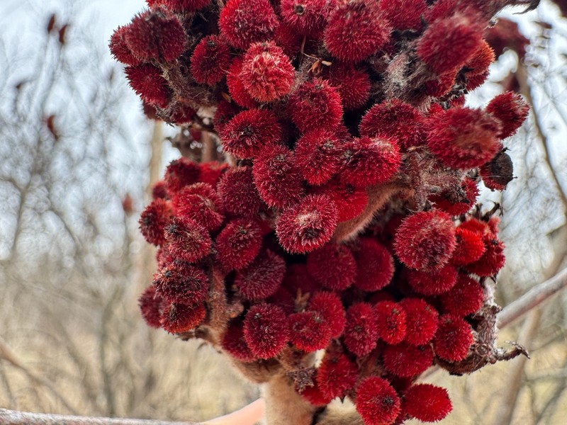 Rhus × pulvinata photo 4