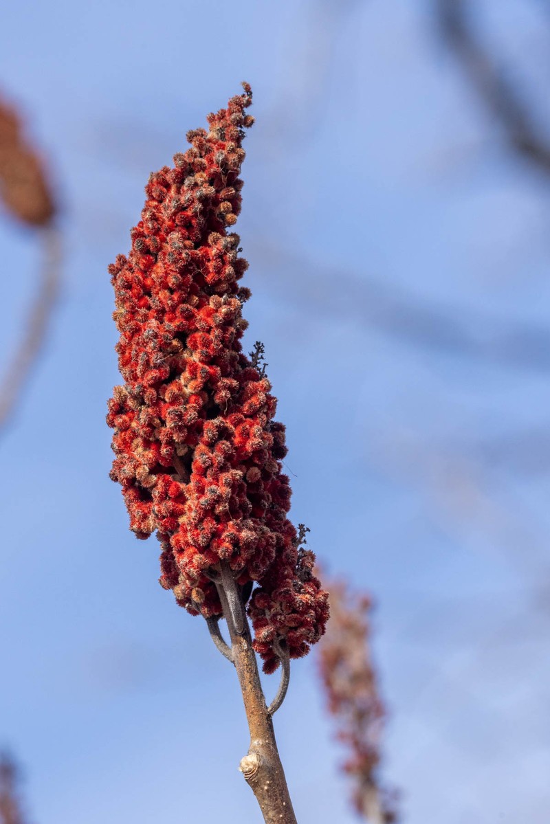 Rhus × pulvinata photo 5