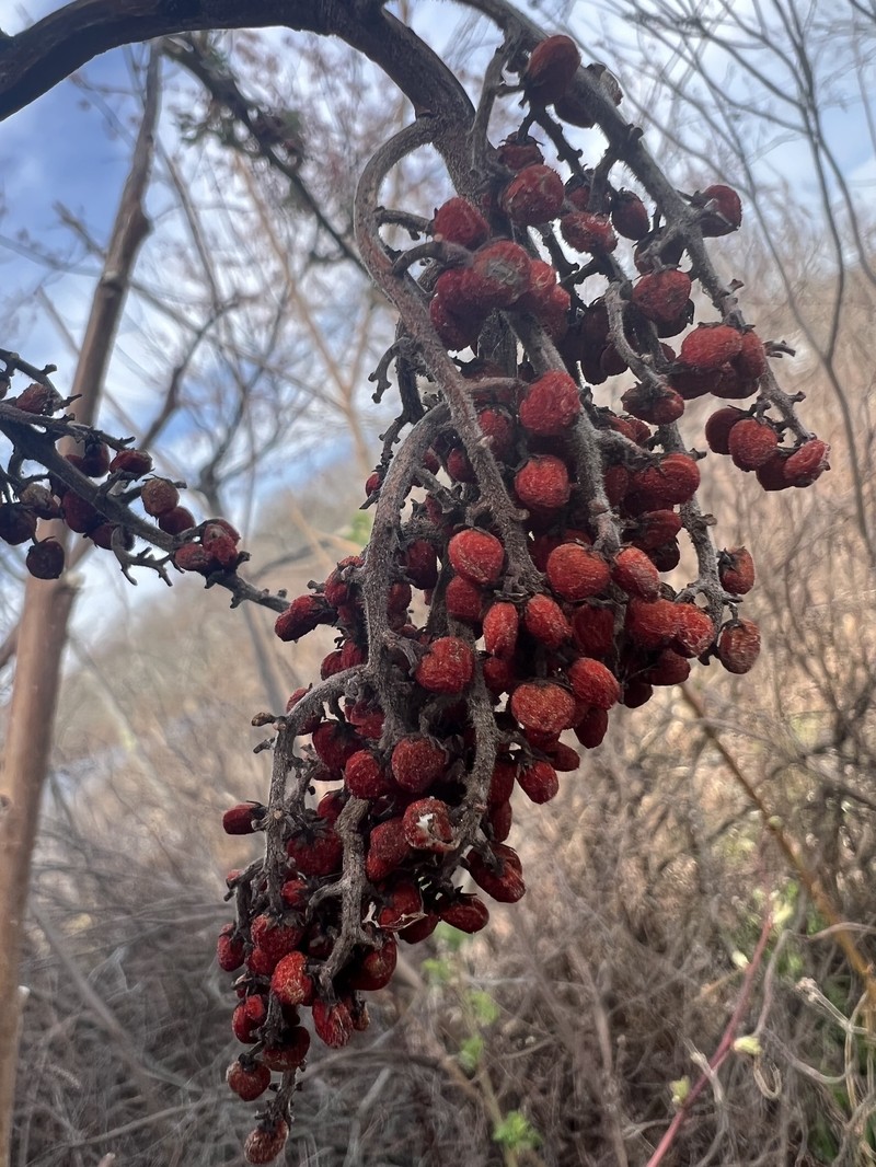 Rhus × pulvinata photo 6