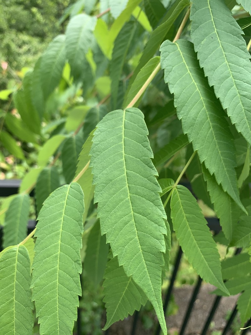 Rhus × pulvinata photo 7