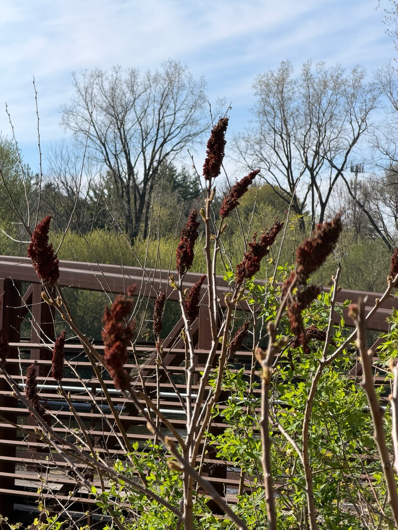 Rhus × pulvinata photo 8