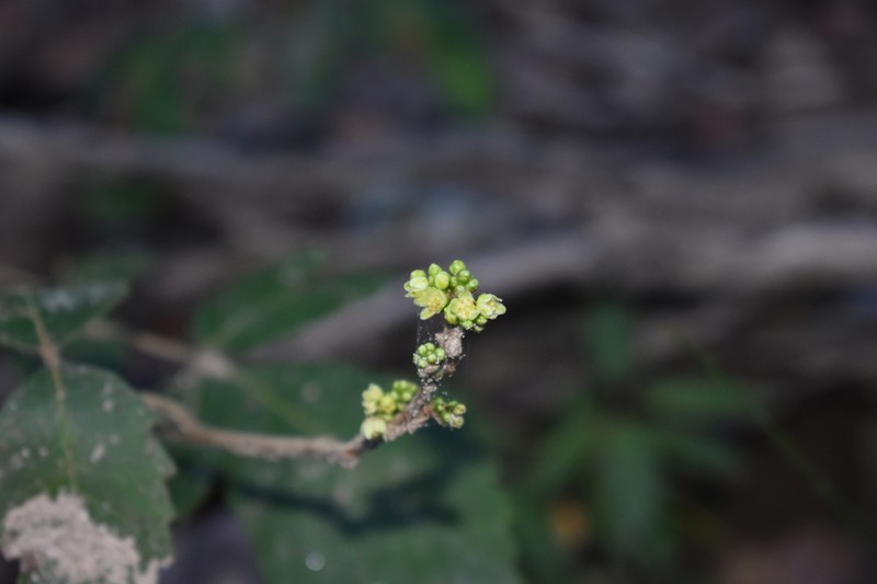 Rhus allophyloides photo 2