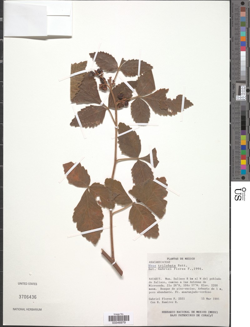 Rhus allophyloides photo 3
