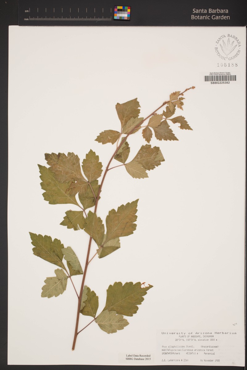 Rhus allophyloides photo 4
