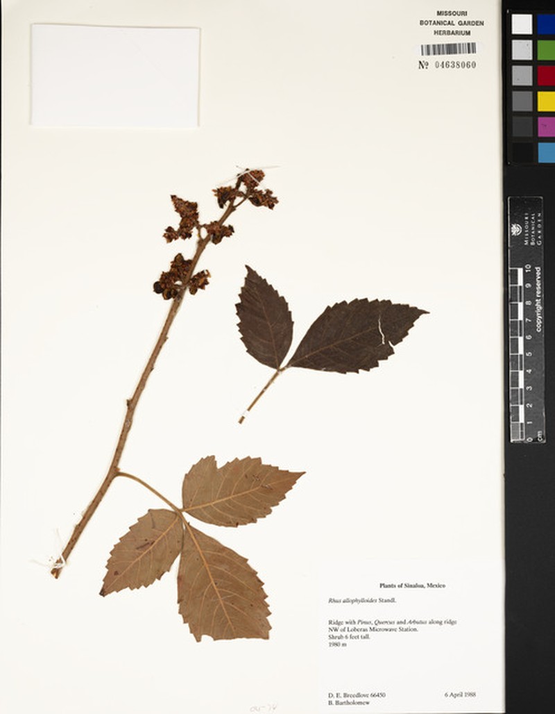 Rhus allophyloides photo 5