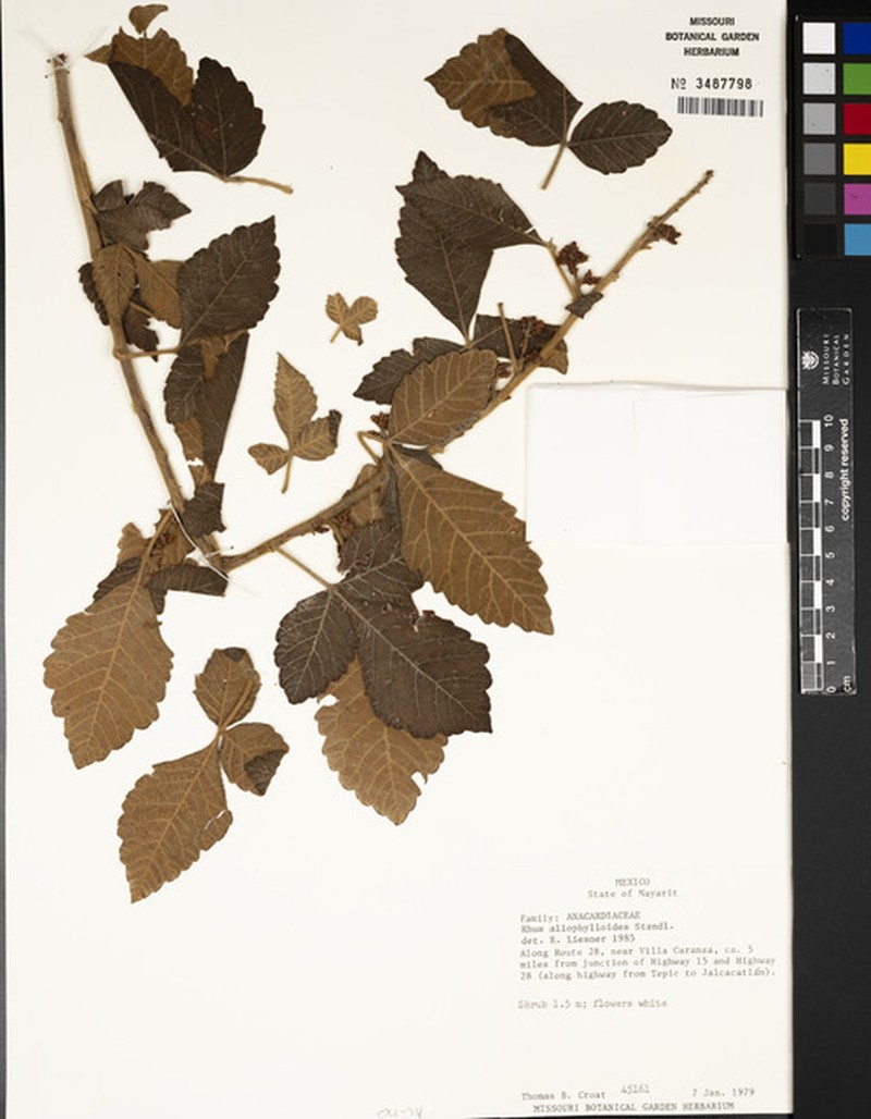 Rhus allophyloides photo 6