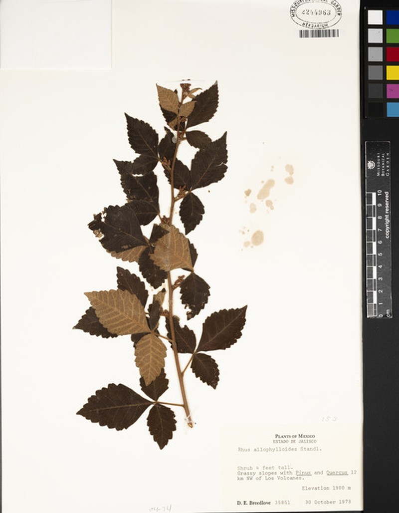 Rhus allophyloides photo 7