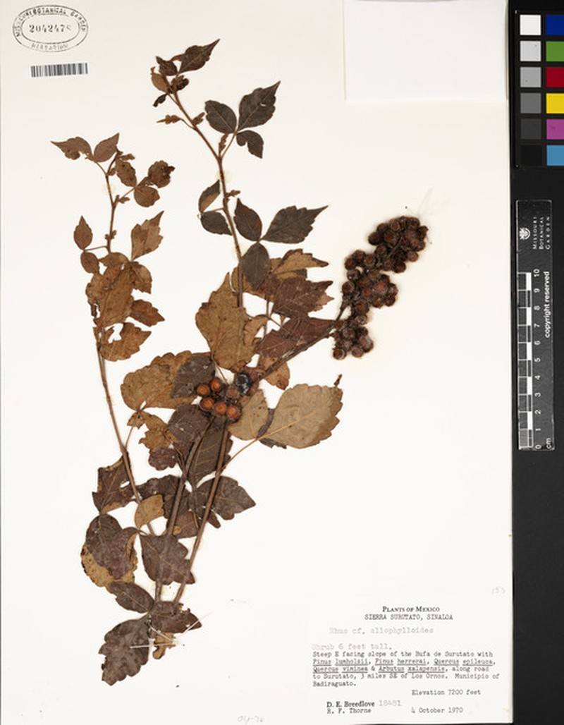 Rhus allophyloides photo 8
