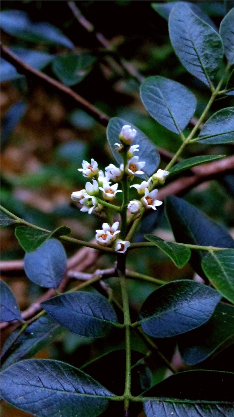 Rhus andrieuxii