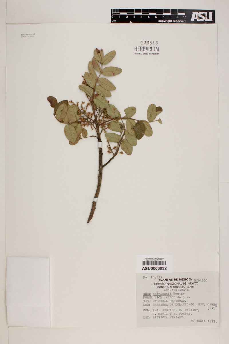 Rhus andrieuxii photo 2