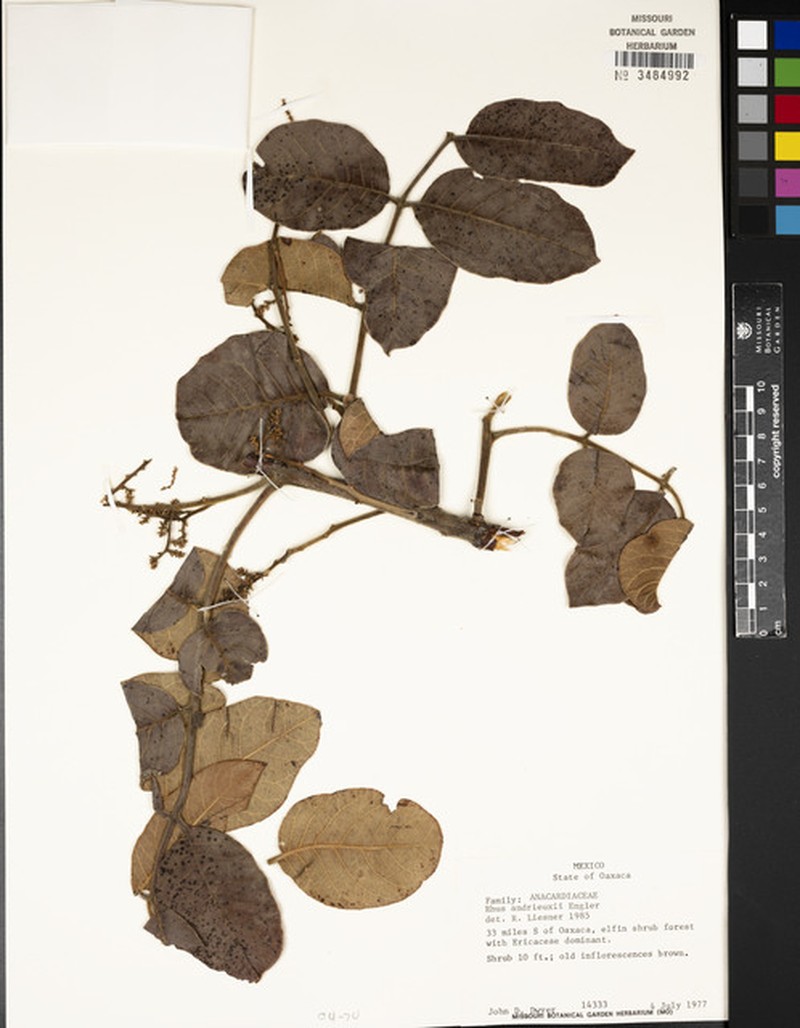 Rhus andrieuxii photo 3