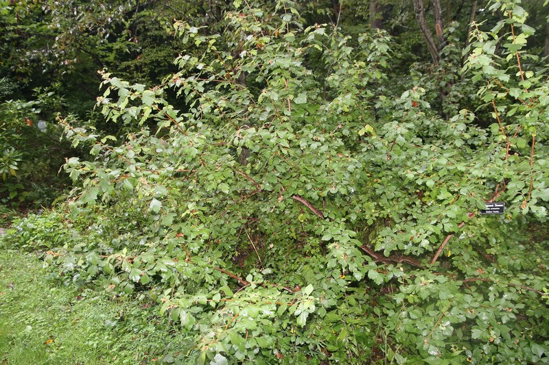 Fragrant Sumac photo 4