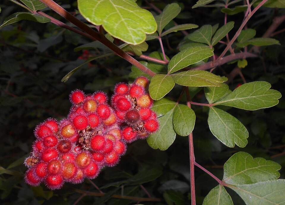 Fragrant Sumac photo 5