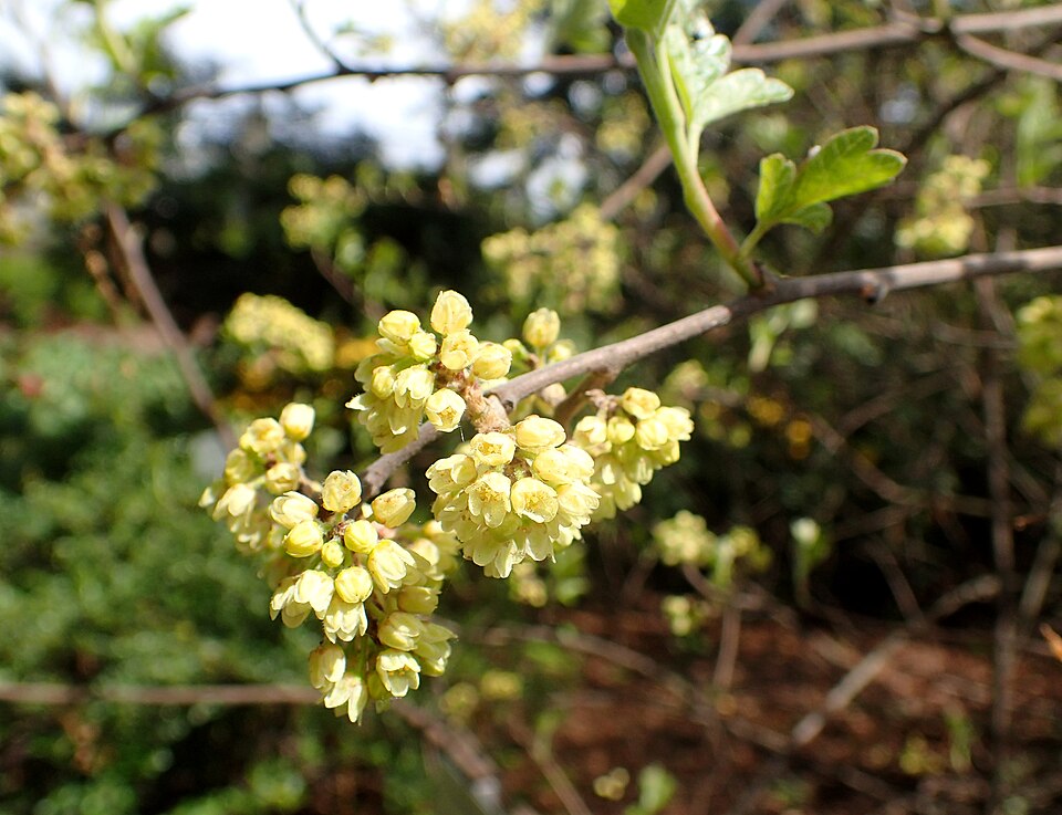 Fragrant Sumac photo 6