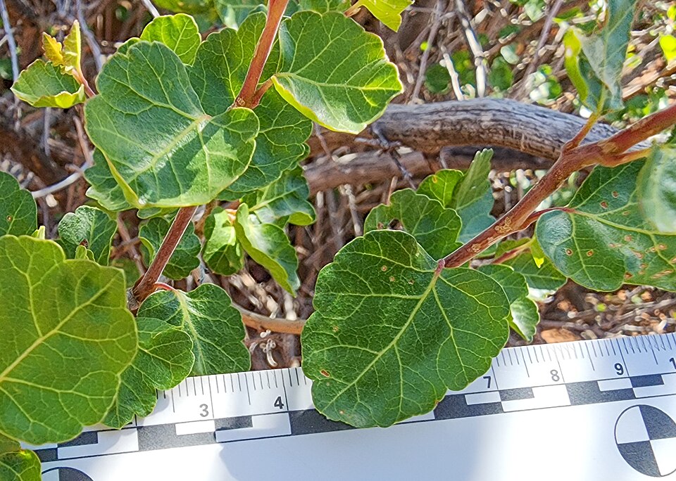 Fragrant Sumac photo 7