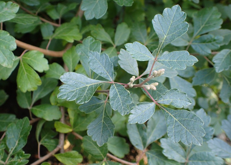 Fragrant Sumac photo 3