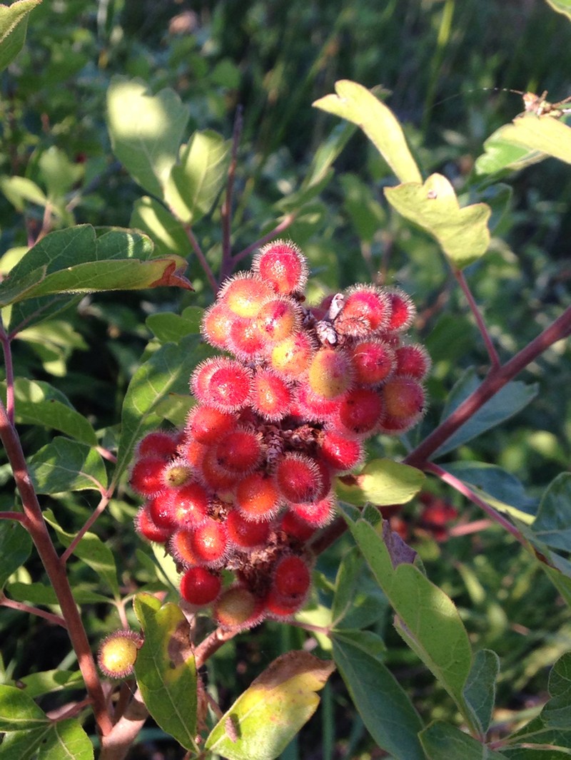 Fragrant Sumac photo 7