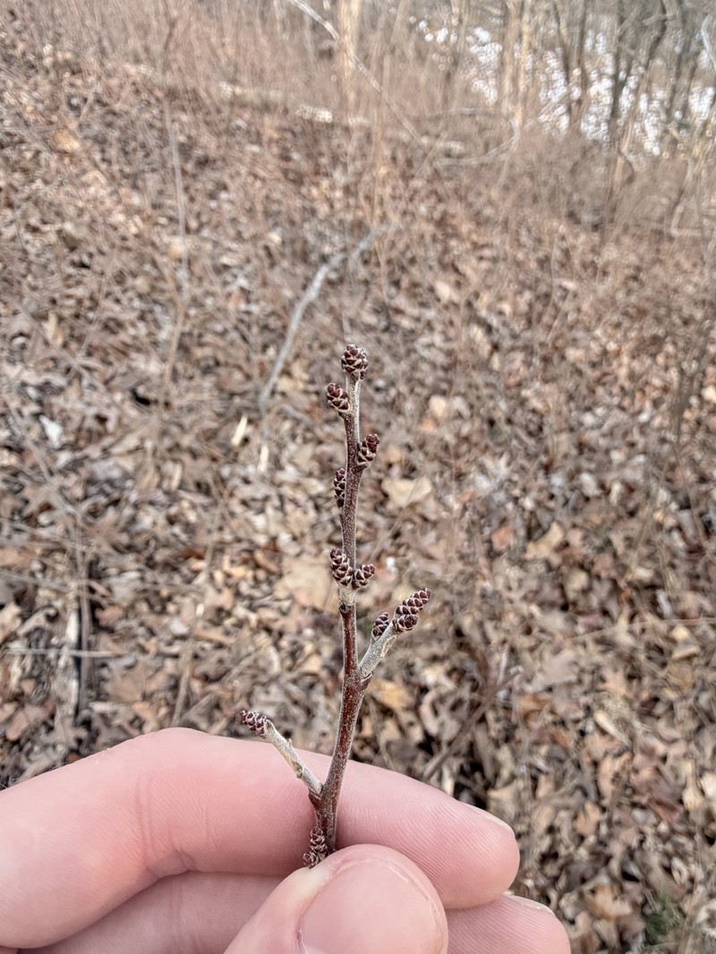 Skunkbush Sumac