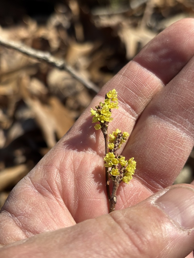 Skunkbush Sumac photo 2