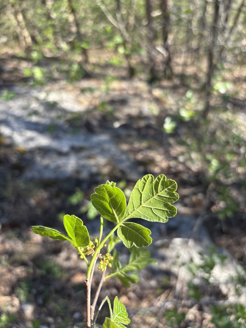 Skunkbush Sumac photo 3
