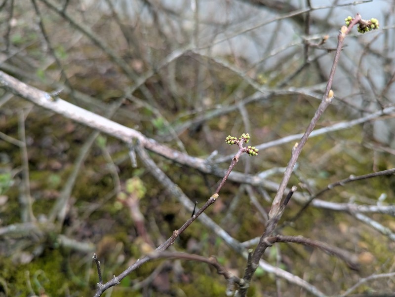 Skunkbush Sumac photo 4