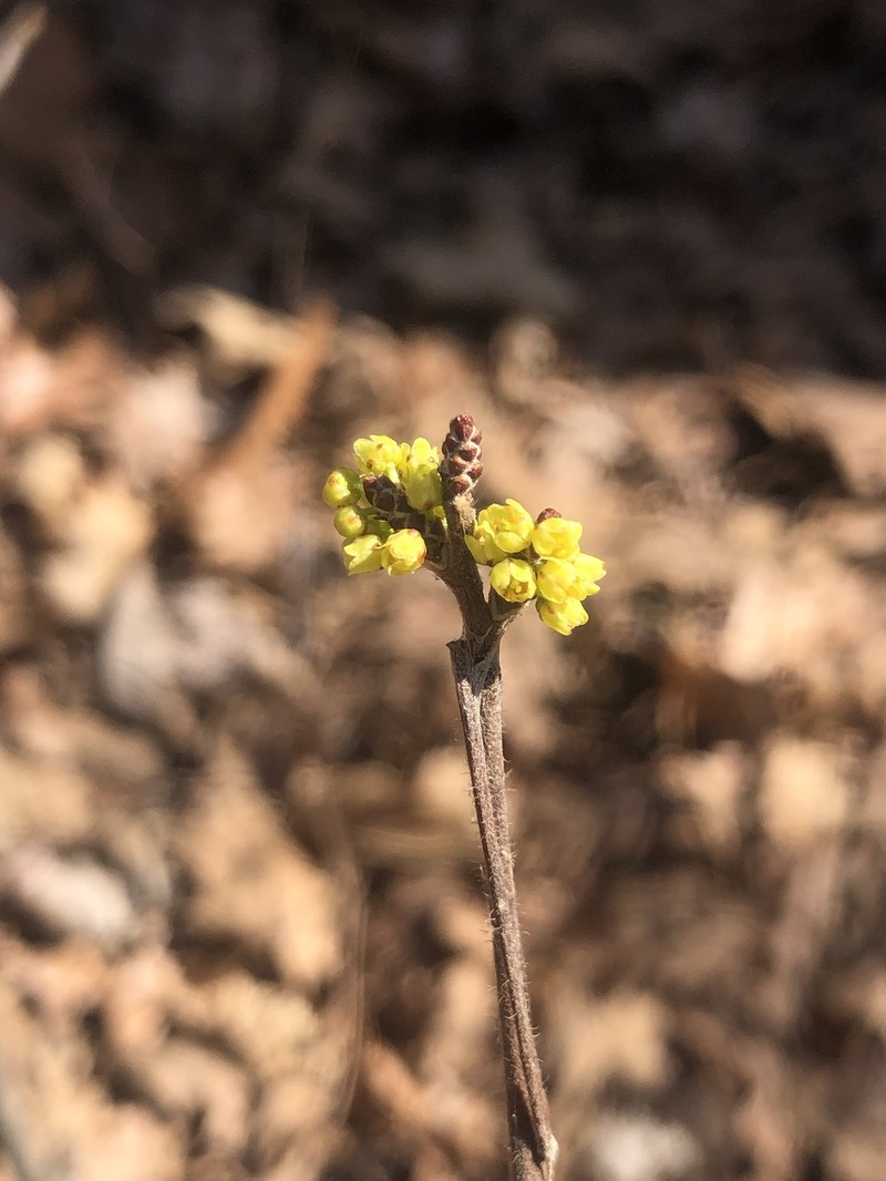 Skunkbush Sumac photo 5