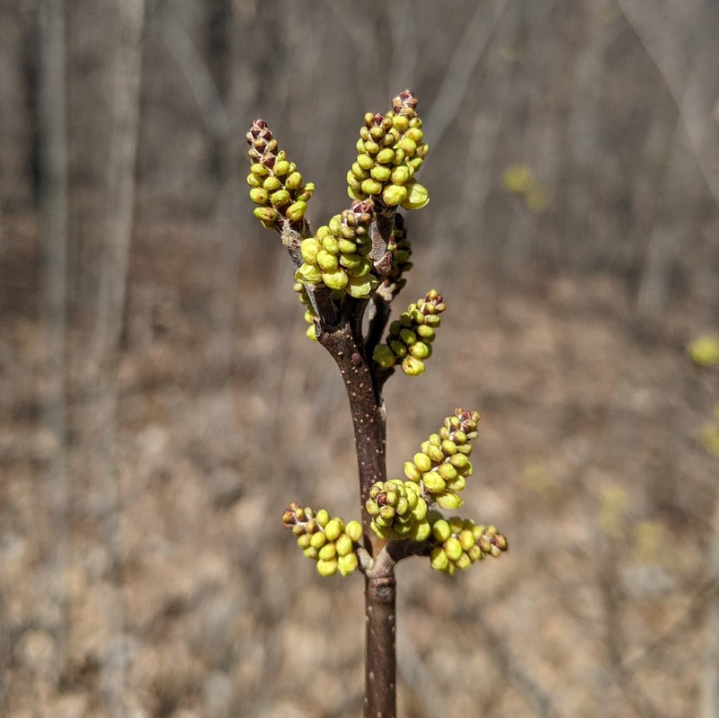 Skunkbush Sumac photo 6