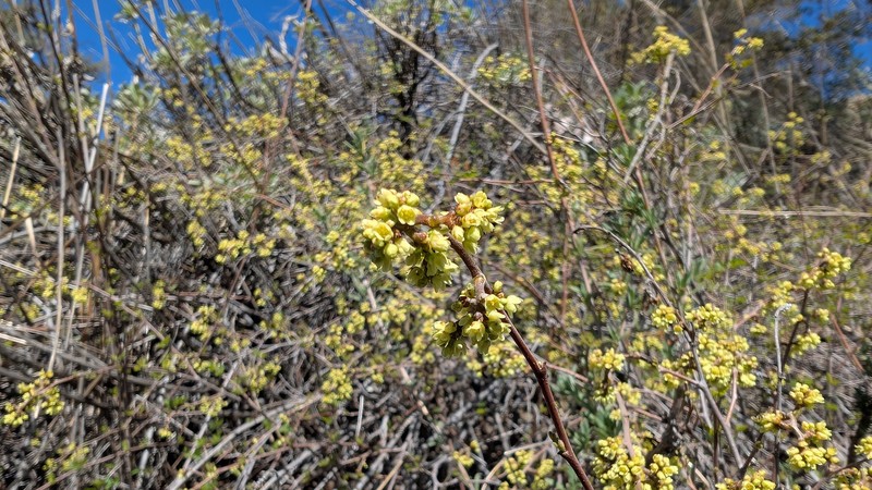 Skunkbush Sumac photo 7