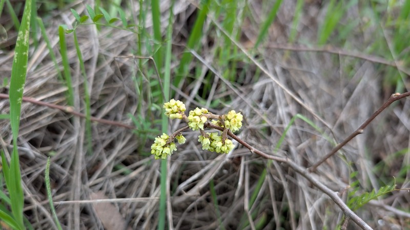Skunkbush Sumac photo 8