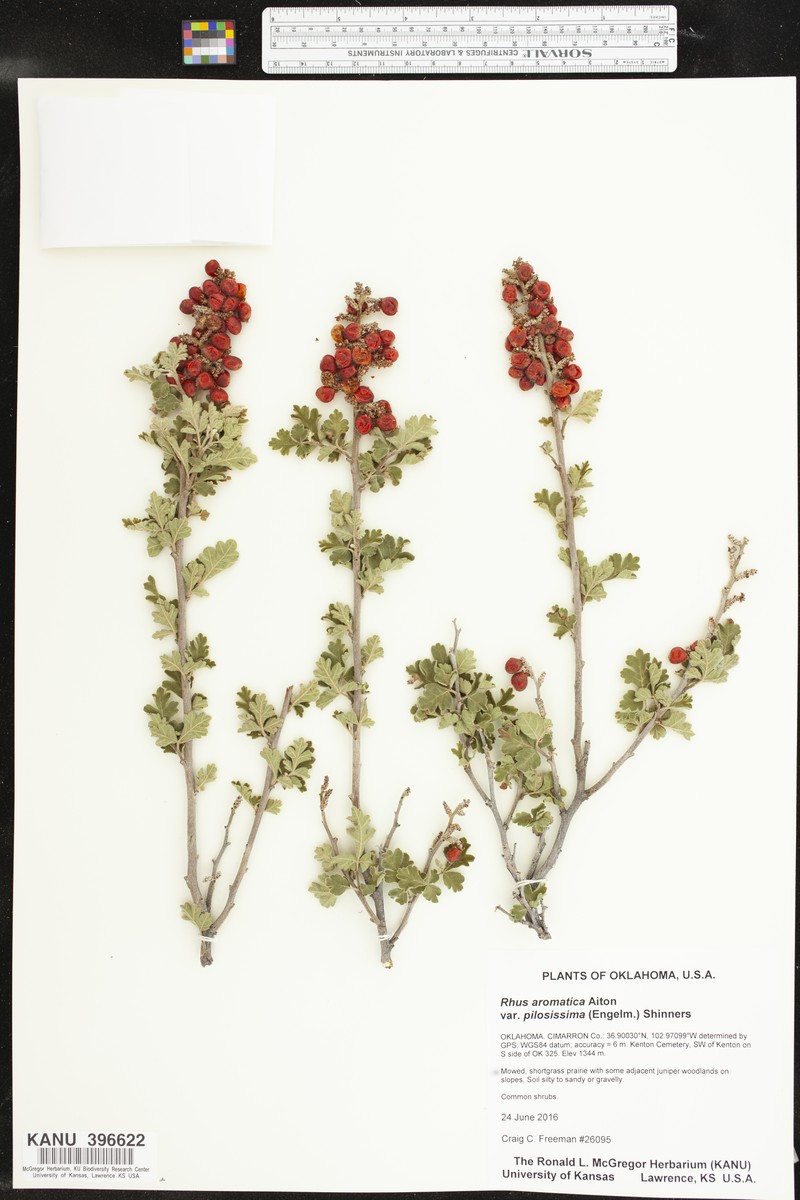 Rhus aromatica var. pilosissima