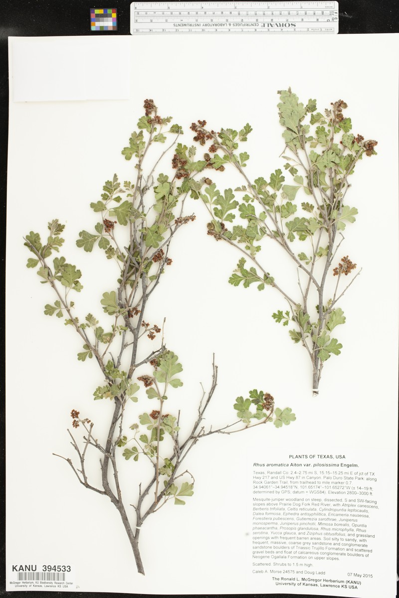 Rhus aromatica var. pilosissima photo 2