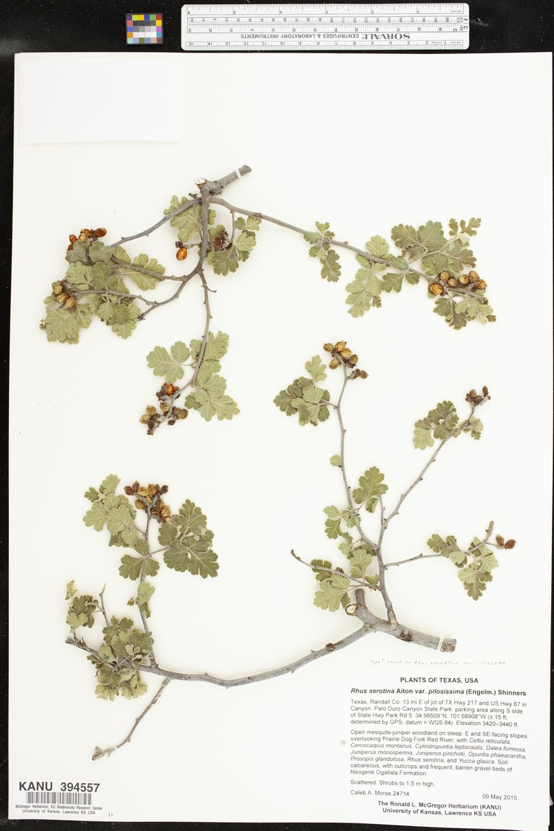 Rhus aromatica var. pilosissima photo 3
