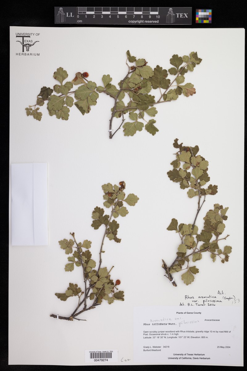 Rhus aromatica var. pilosissima photo 4