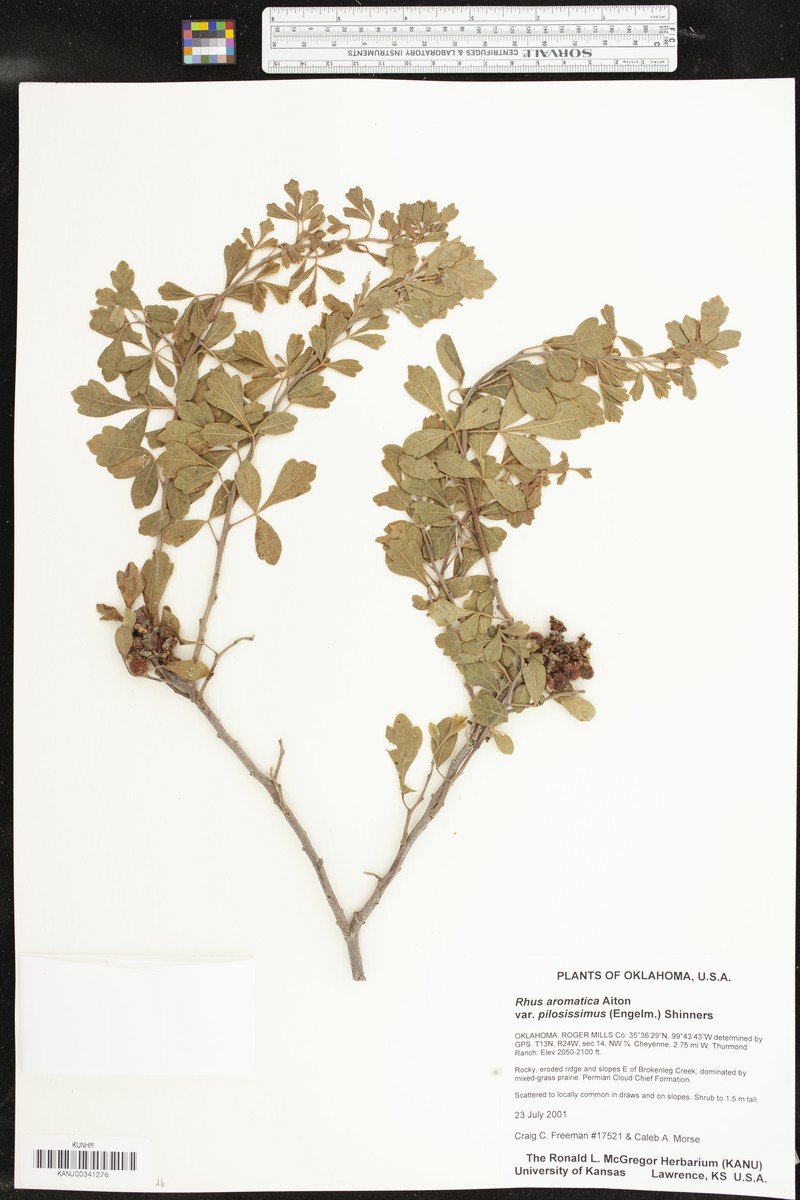 Rhus aromatica var. pilosissima photo 5