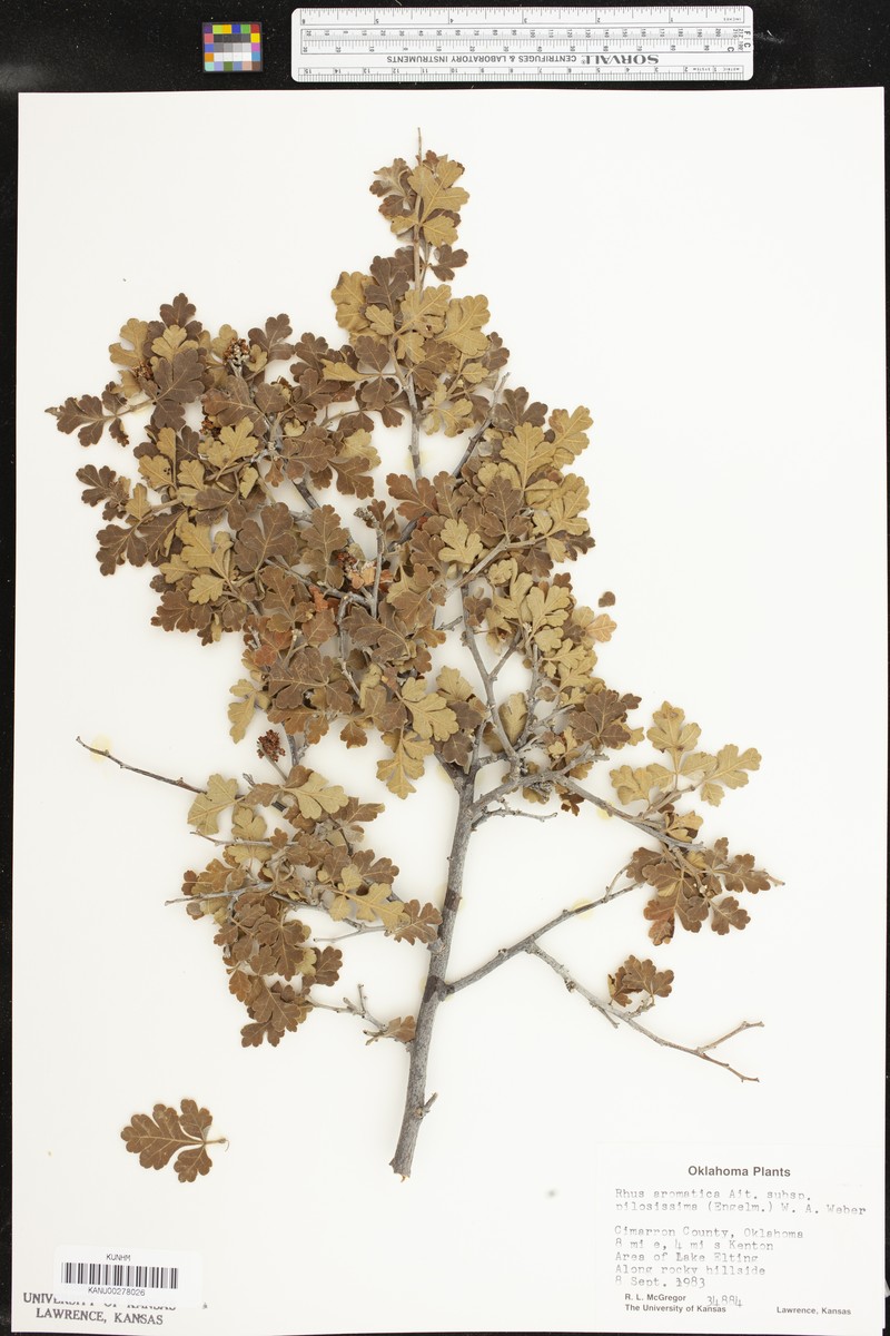 Rhus aromatica var. pilosissima photo 6