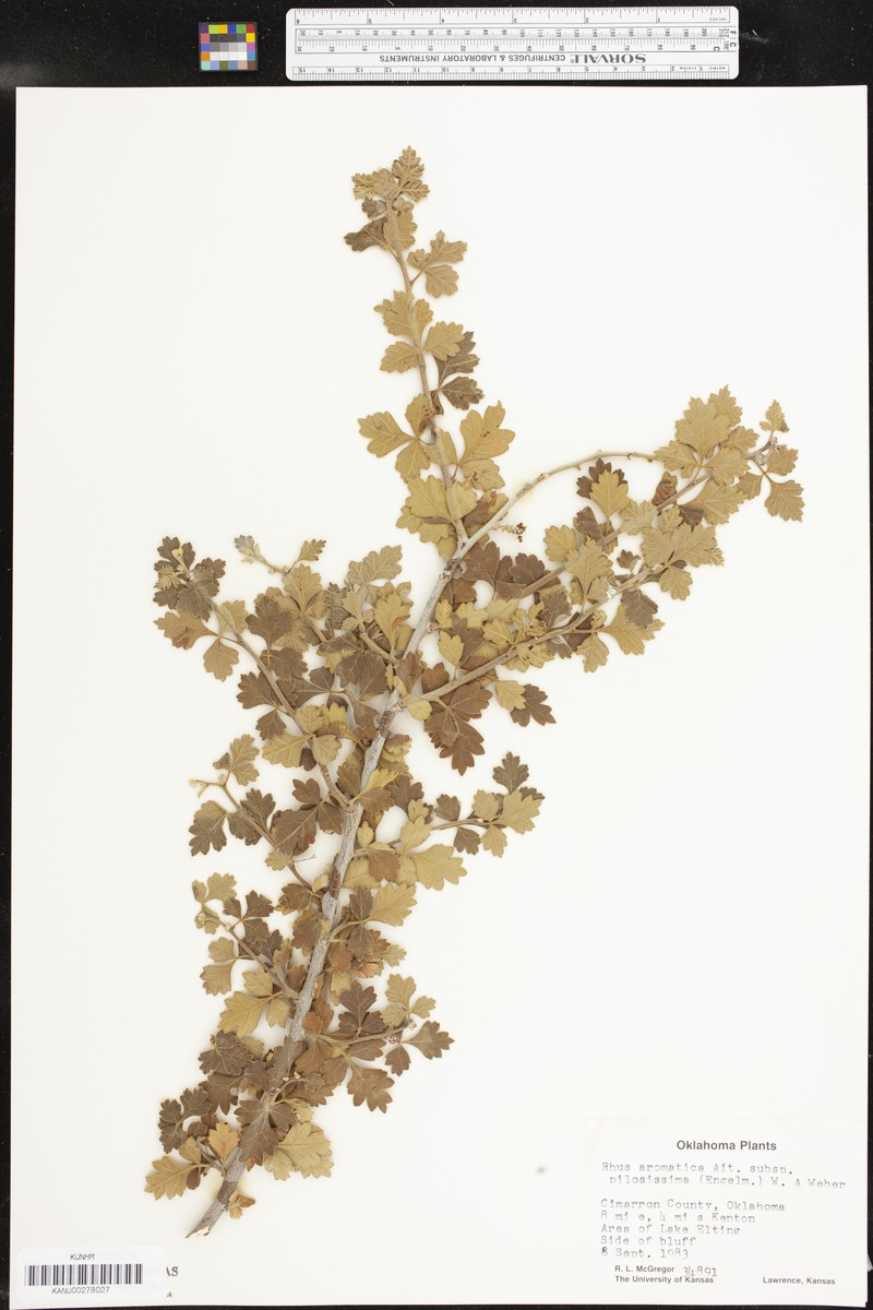 Rhus aromatica var. pilosissima photo 7