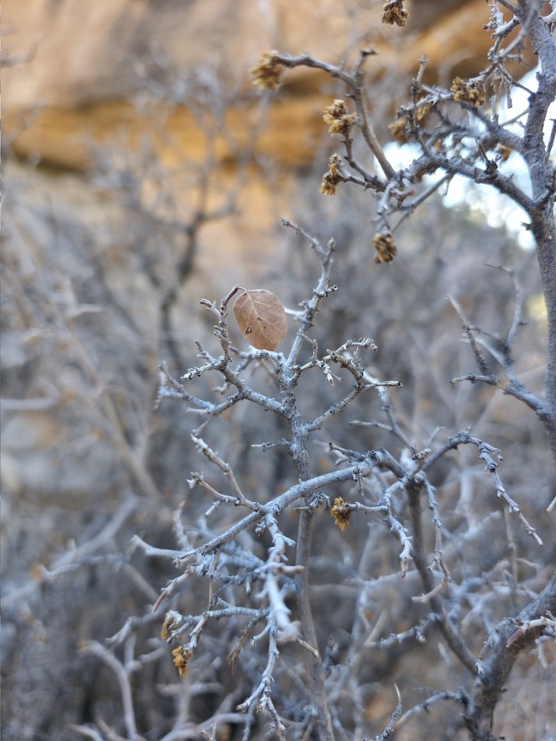 Rhus aromatica var. simplicifolia
