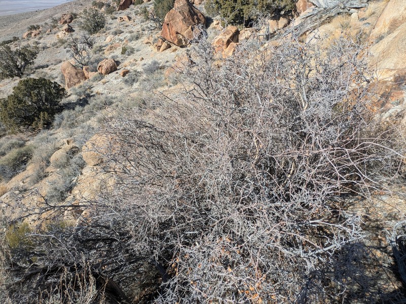 Rhus aromatica var. simplicifolia photo 2