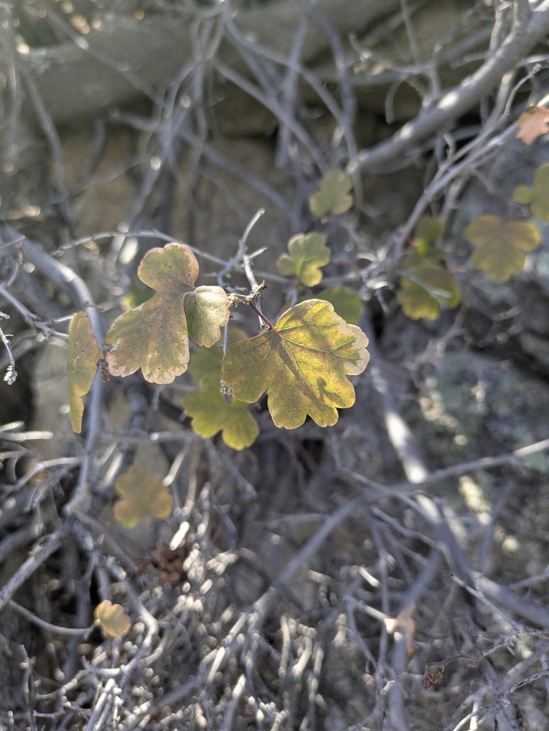 Rhus aromatica var. simplicifolia photo 3