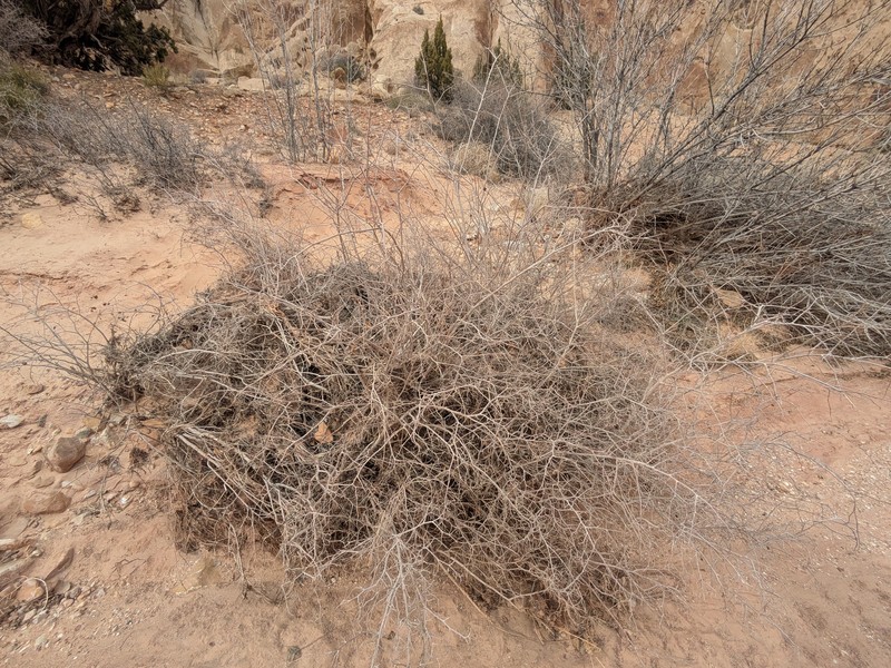 Rhus aromatica var. simplicifolia photo 4