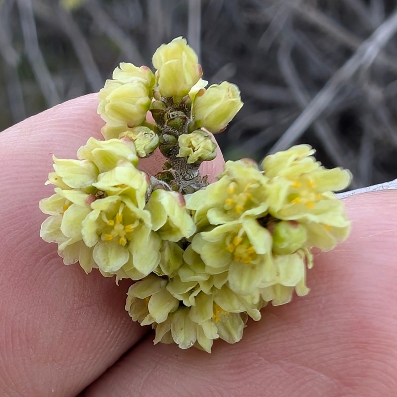 Rhus aromatica var. simplicifolia photo 5