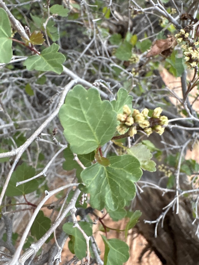 Rhus aromatica var. simplicifolia photo 6