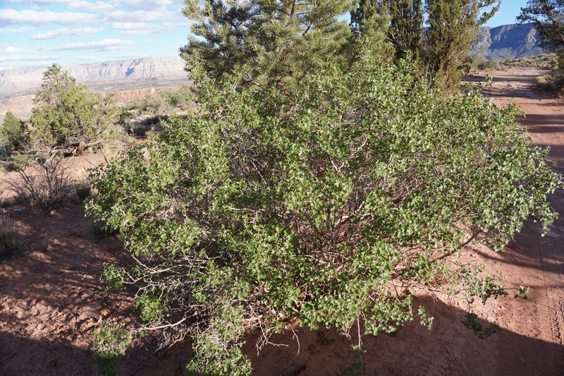 Rhus aromatica var. simplicifolia photo 7