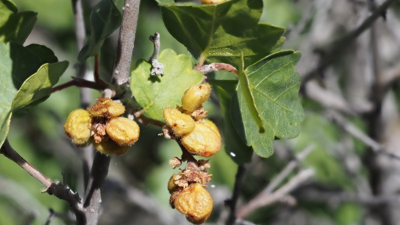 Rhus aromatica var. simplicifolia photo 8