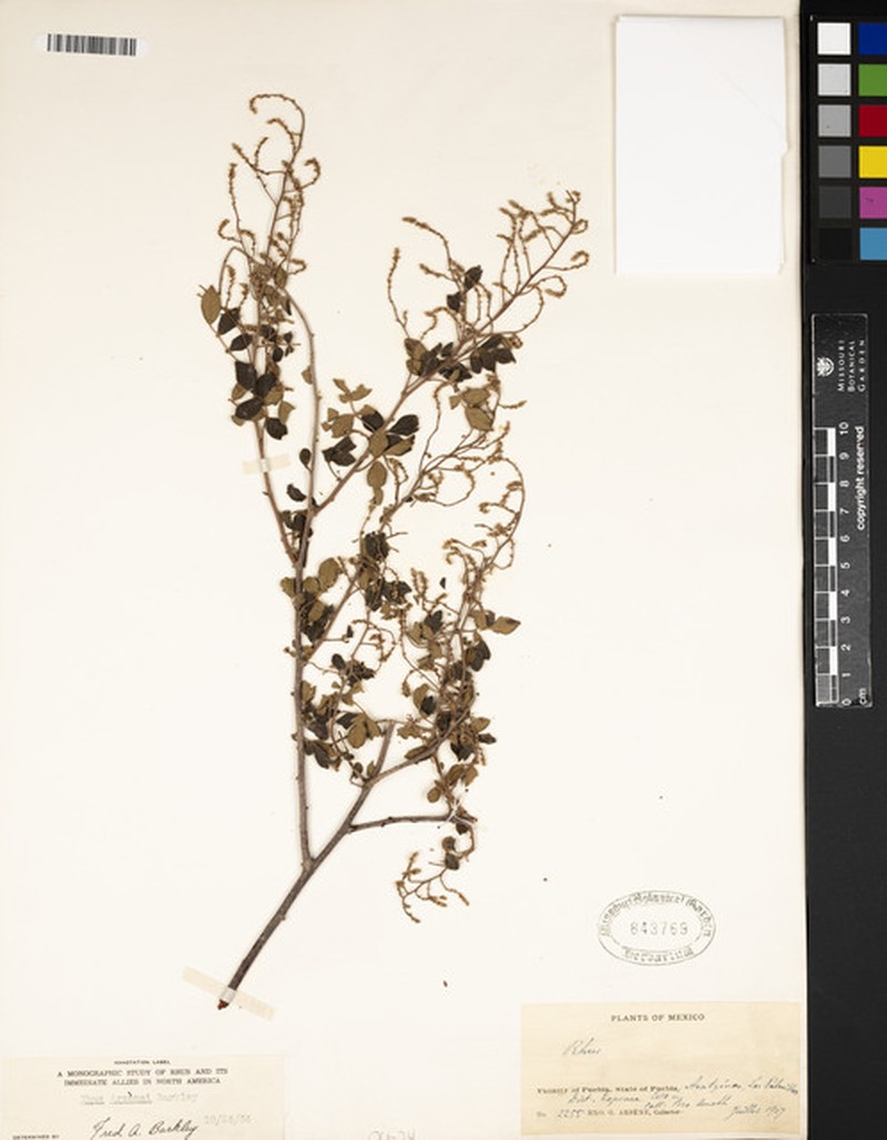 Rhus arsenei