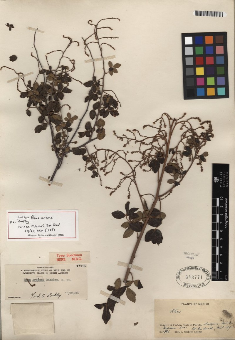 Rhus arsenei photo 2