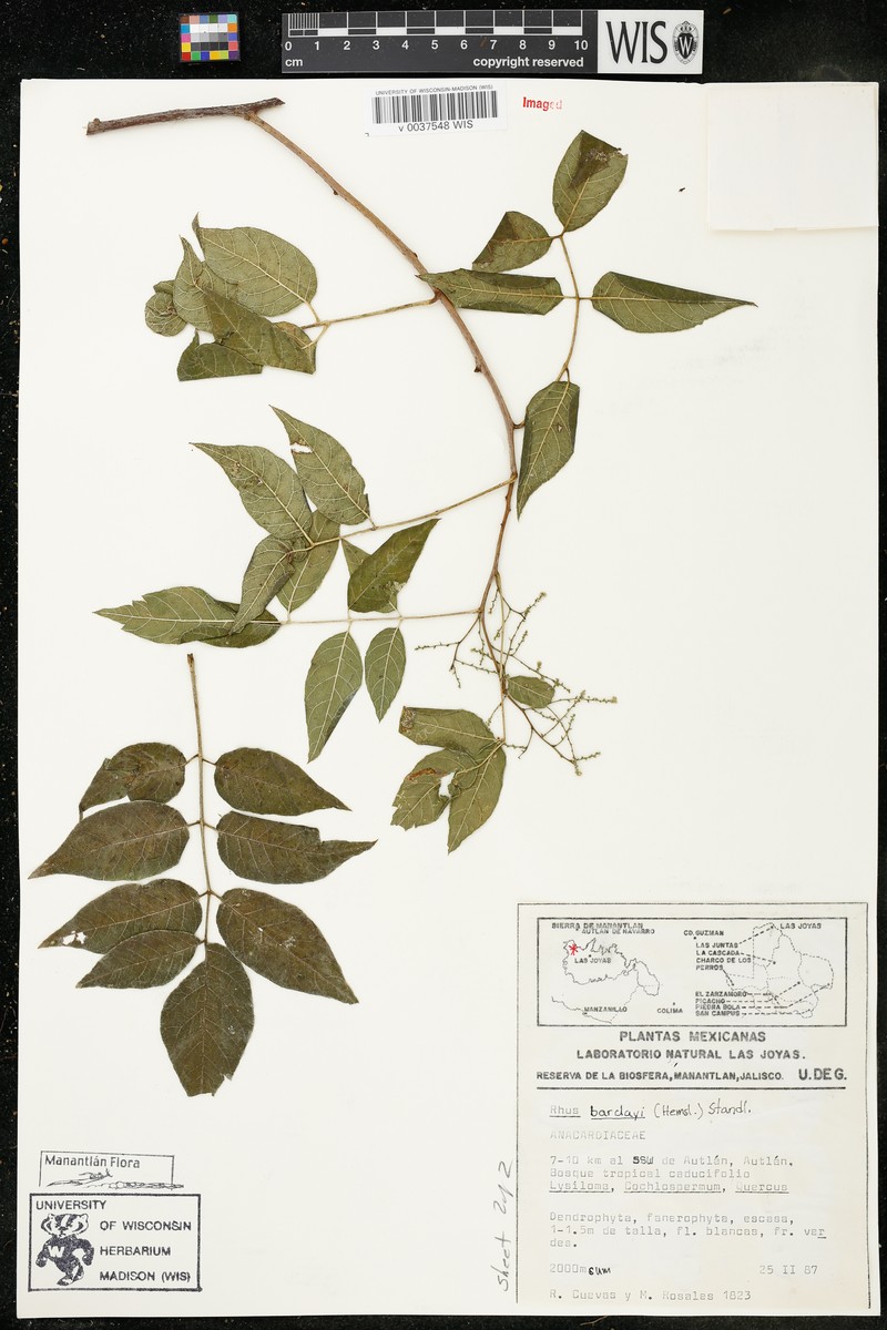 Rhus barclayi photo 2